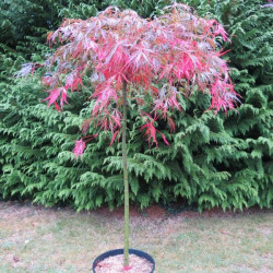 Acer palmatum dissectum 'crimson queen'