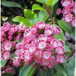 Kalmia latifolia red bandit