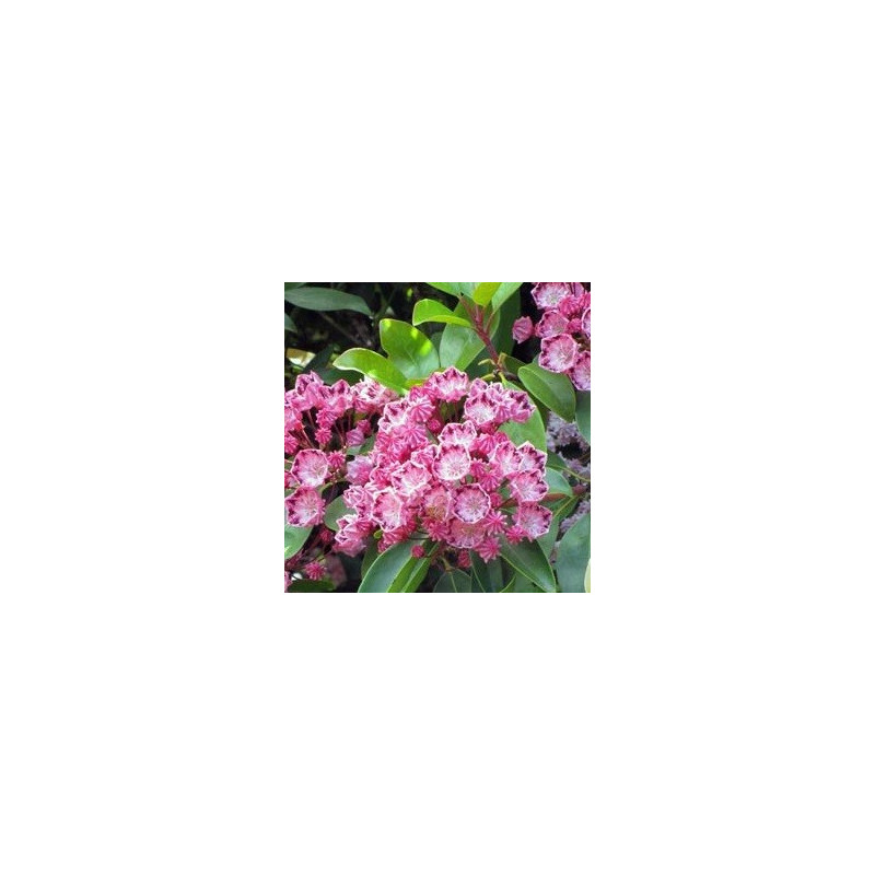 Kalmia latifolia red bandit