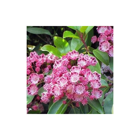 Kalmia latifolia red bandit