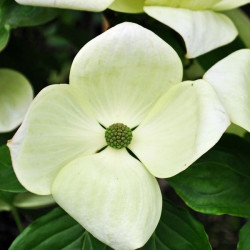 Cornus white giant