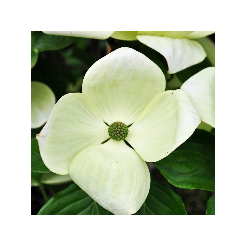 Cornus white giant