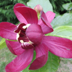 Calycanthus Aphrodite®