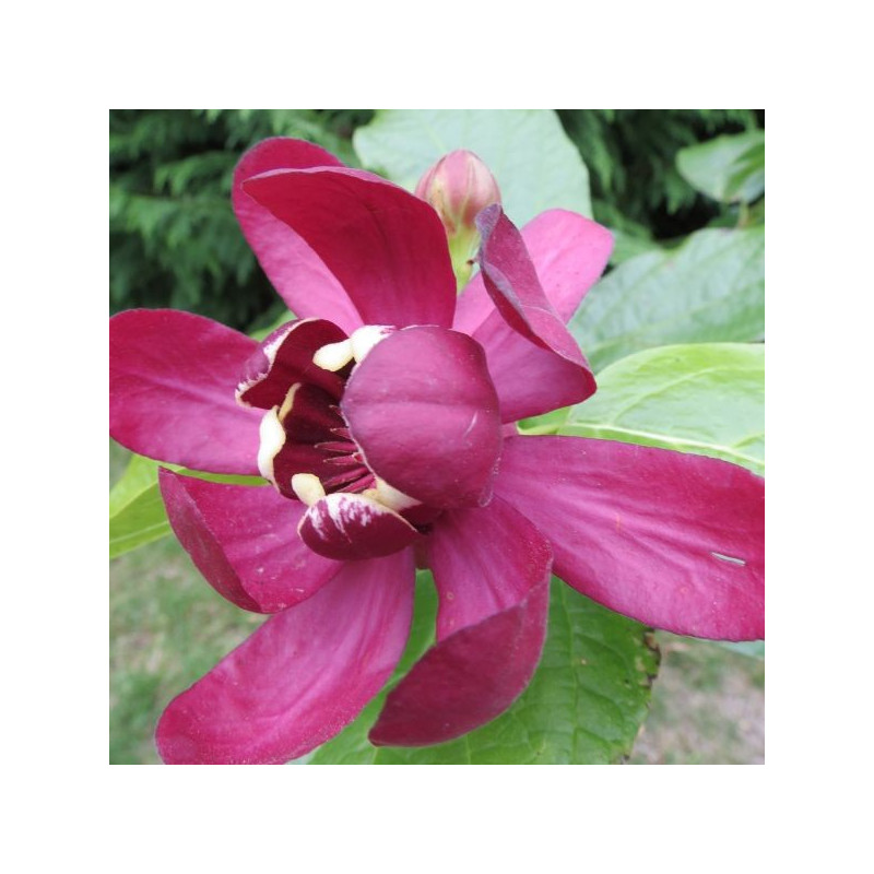 Calycanthus Aphrodite®