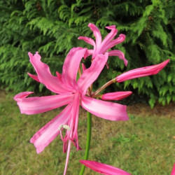 Nerine bowdii