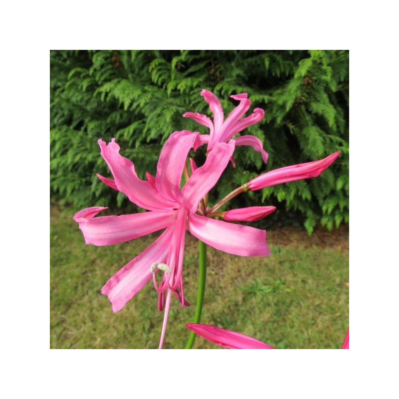 Nerine bowdii