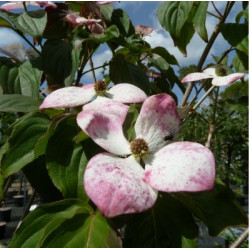 Cornus satomi compact