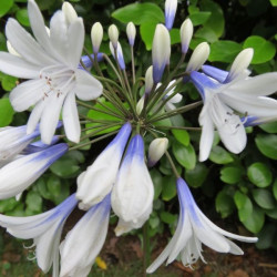 Agapanthus x twister