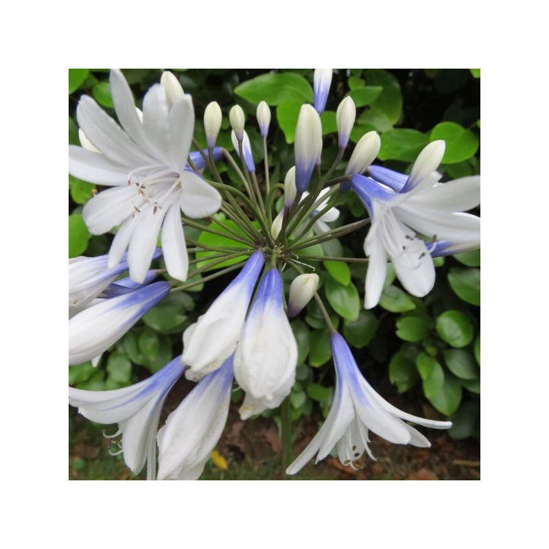 Agapanthus x twister