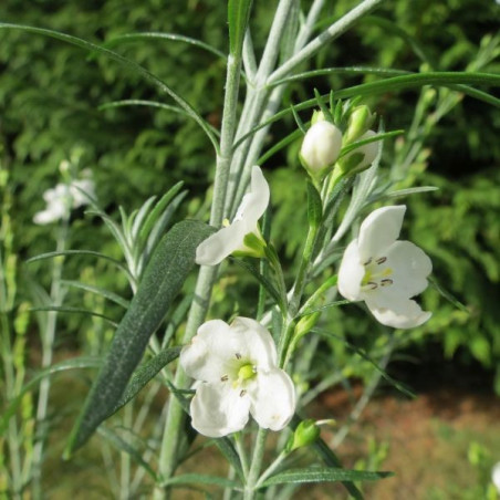 Gomphostigma white candy