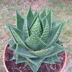 Aloe cosmo