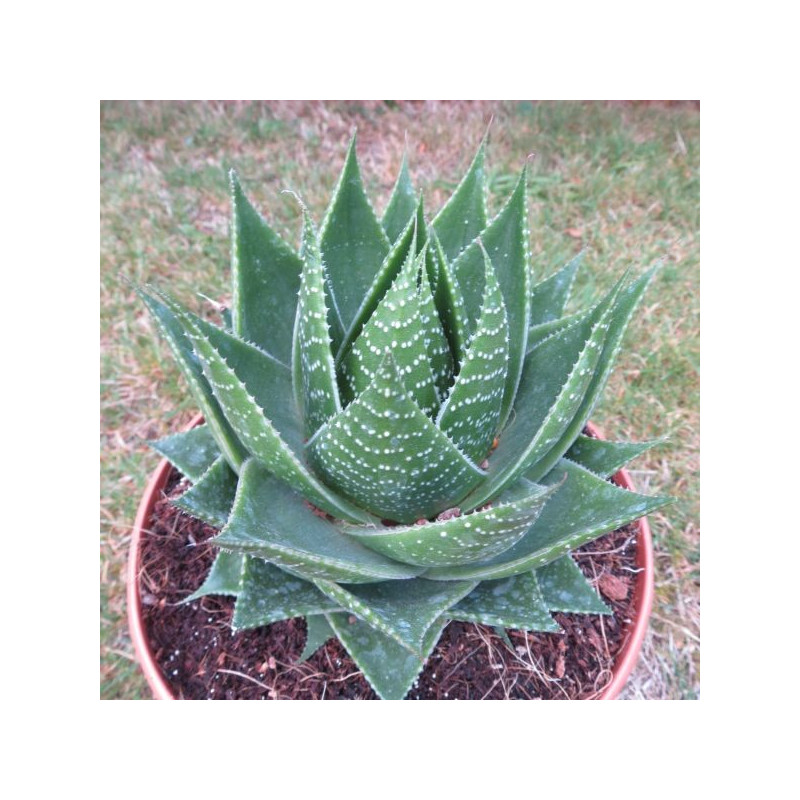 Aloe cosmo