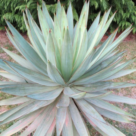 Yucca 'lone star'