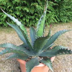 Agave gentryi jaws