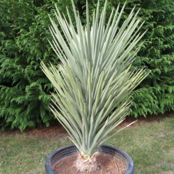 Yucca brevifolia 25 l