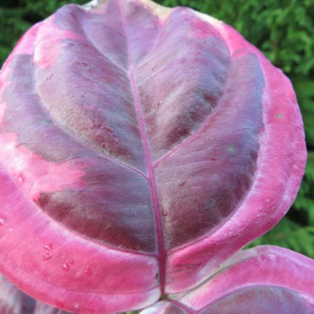 Cornus kousa akatsuki