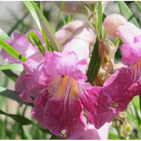 Chilopsis linearis