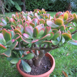 Crassula Hummel's sunset