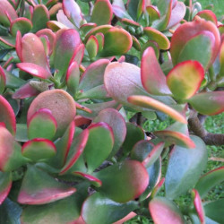 Crassula Hummel's sunset