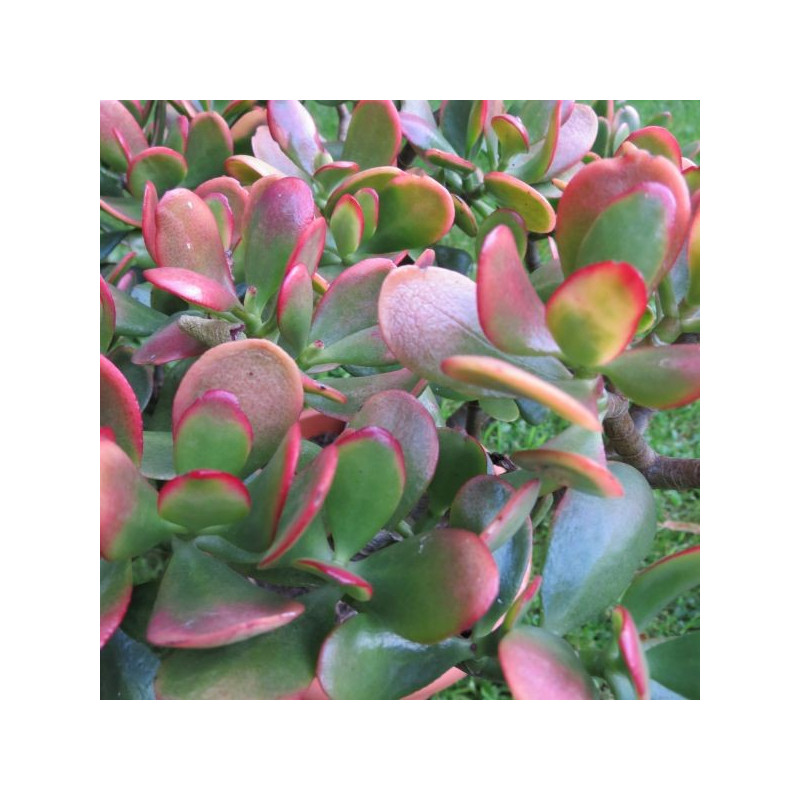 Crassula Hummel's sunset