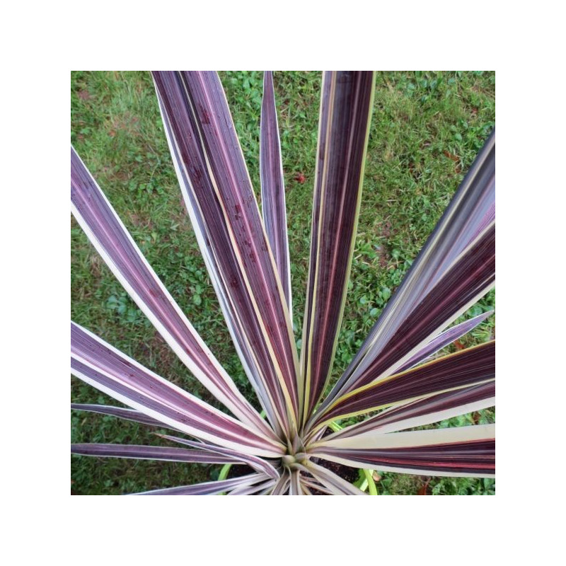 Cordyline electric flash