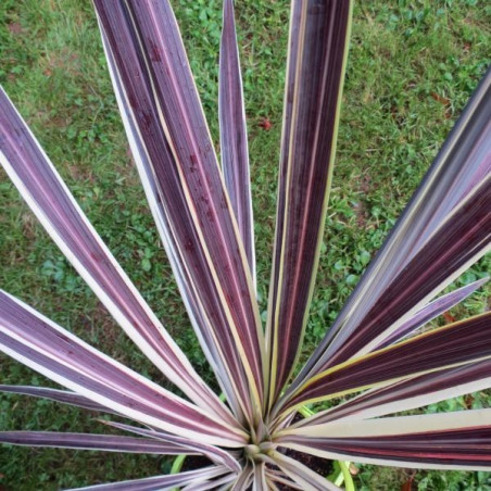 Cordyline electric flash