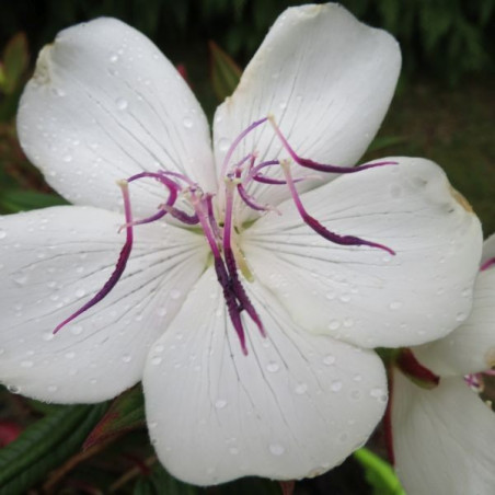 Tibouchina peace baby