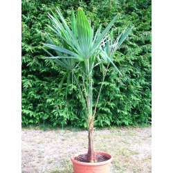 Trachycarpus princeps vert (nova)