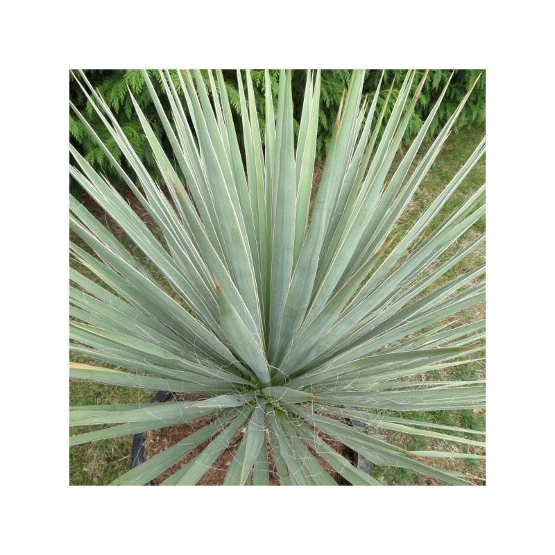 Yucca neomexicana