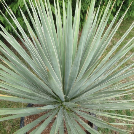 Yucca neomexicana