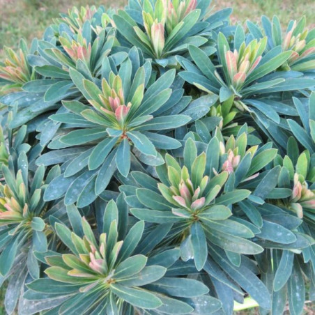 Euphorbia tiny Tim