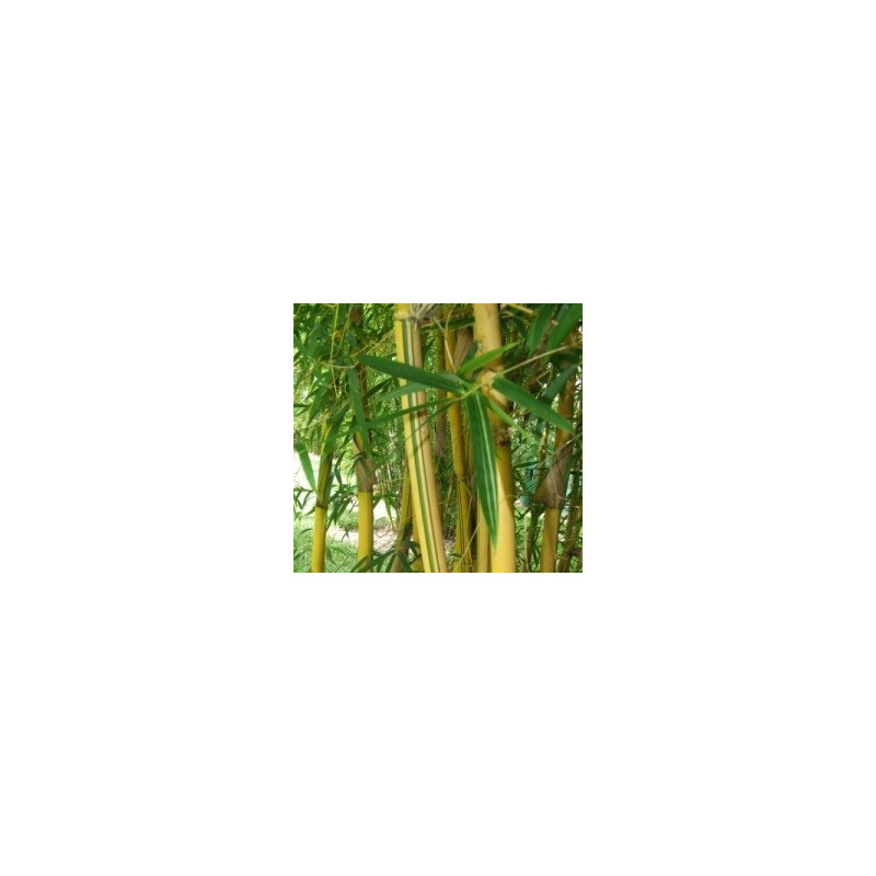 Bambusa eutuloides