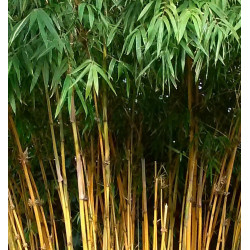Bambusa eutuloides