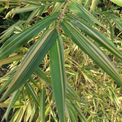 Phyllostachys summer snow