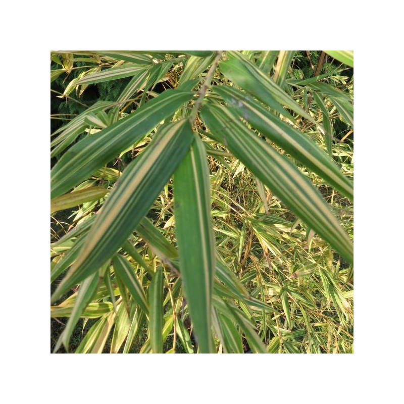 Phyllostachys summer snow Phyllostachys summer snow