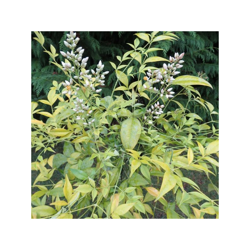 Nandina brightlight