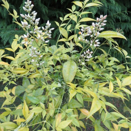 Nandina brightlight