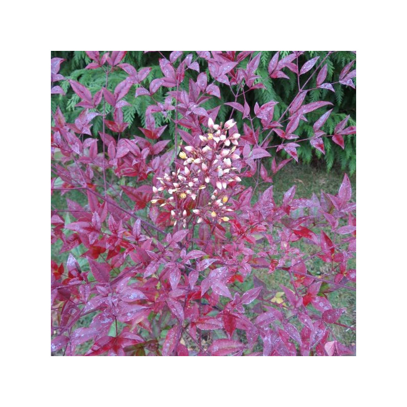 Nandina Moyer's red