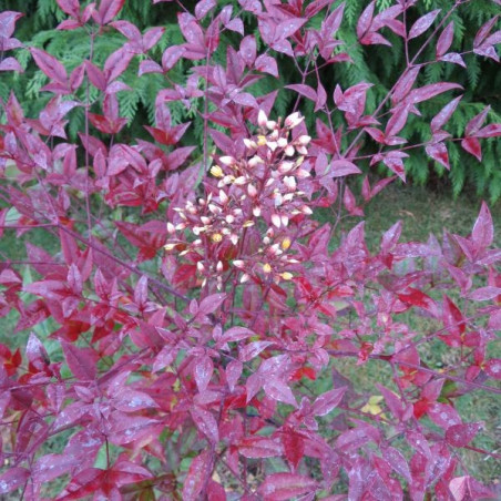 Nandina Moyer's red