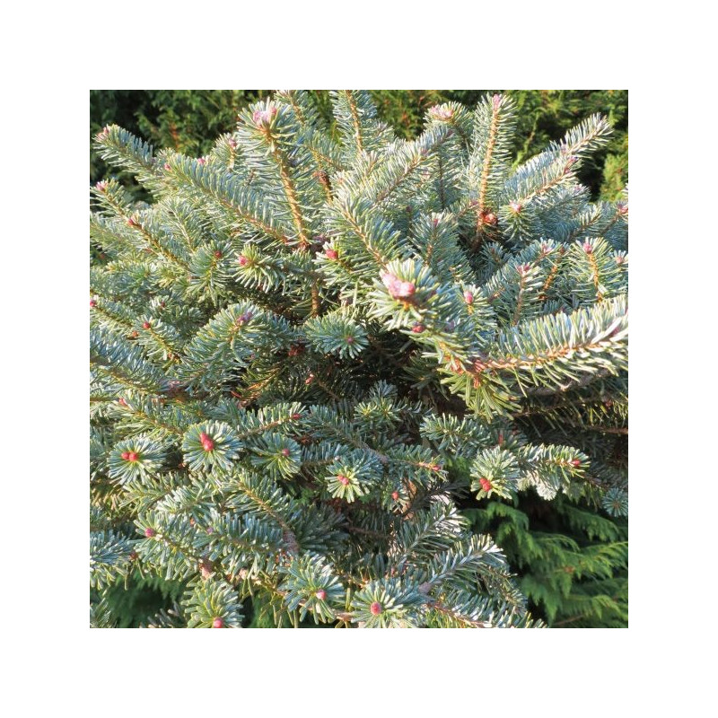 Abies koreana bonzai blue