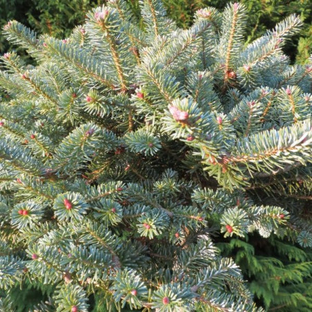 Abies koreana bonzai blue