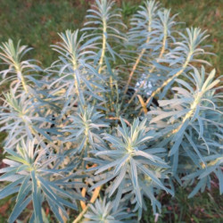 Euphorbia Copton ash