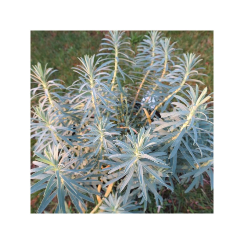Euphorbia Copton ash