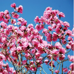 Magnolia 'Caerhays belle'