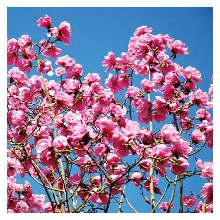 Magnolia 'Caerhays belle'