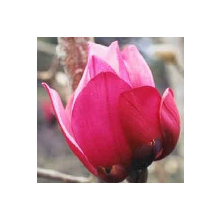 Magnolia 'Caerhays new purple'