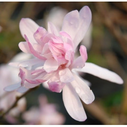 Magnolia stellata rosea