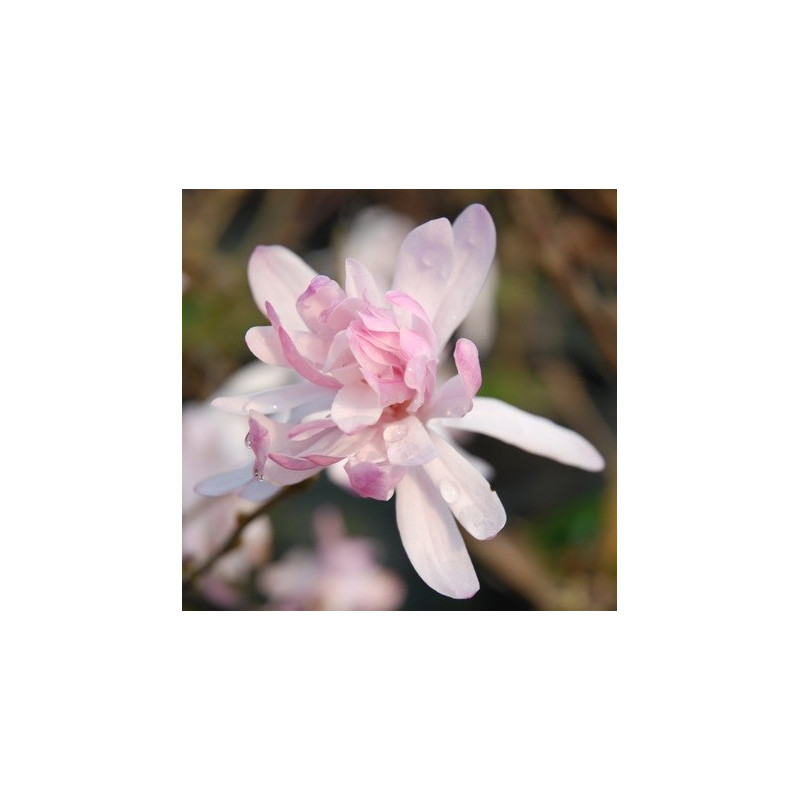 Magnolia stellata rosea