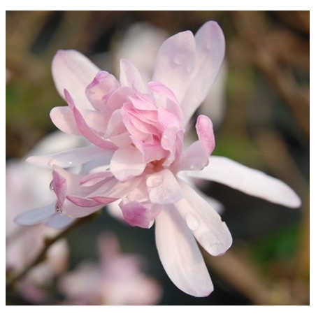 Magnolia stellata rosea