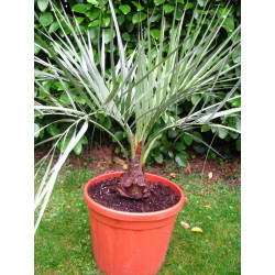 Butia yatay 10 l